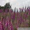 Digitalis purpurea Roter Fingerhut Purple Foxglove 3.jpg