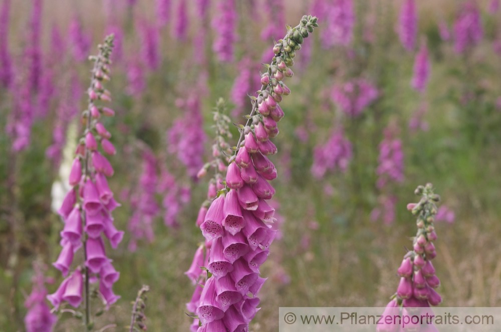 Digitalis purpurea Roter Fingerhut Purple Foxglove 4.jpg