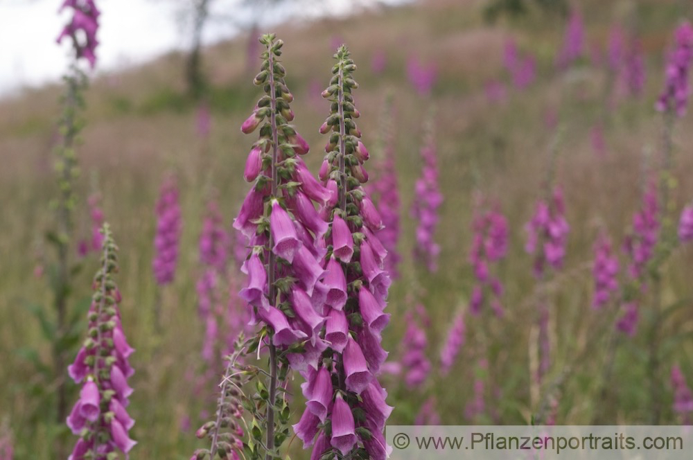 Digitalis purpurea Roter Fingerhut Purple Foxglove 5.jpg