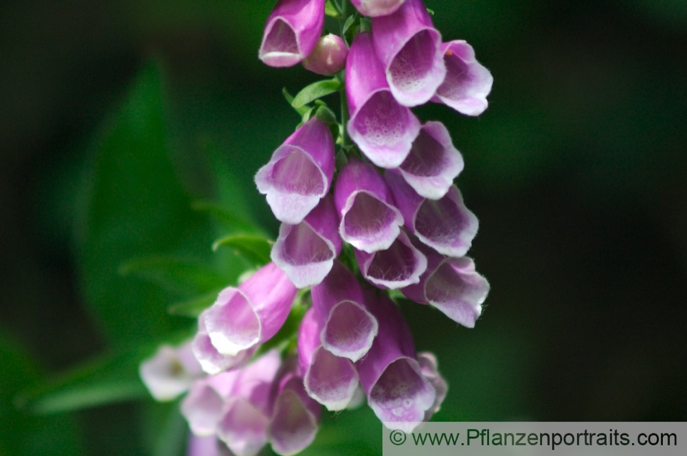 Digitalis purpurea Roter Fingerhut Purple Foxglove 6.jpg