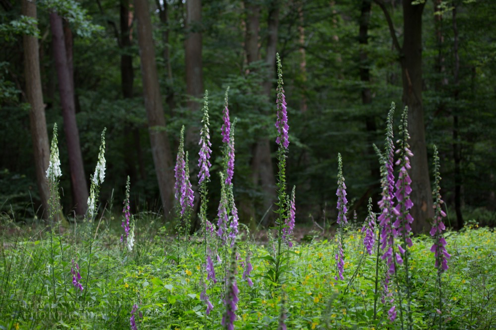 Digitalis purpurea Roter Fingerhut Purple Foxglove.jpg