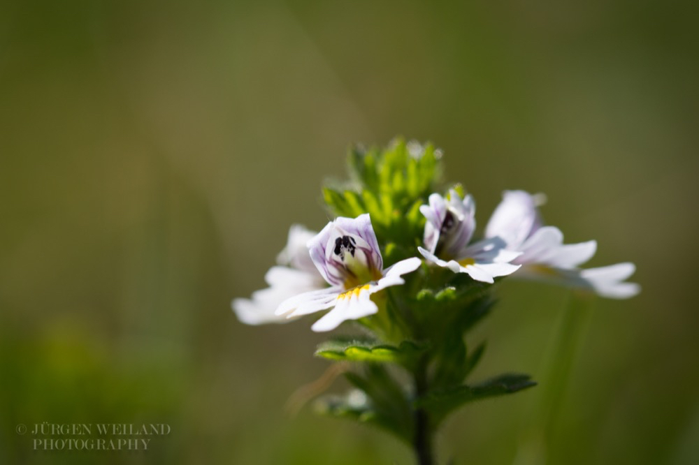 Euphrasia minima Kleiner Augentrost Eyebright.jpg