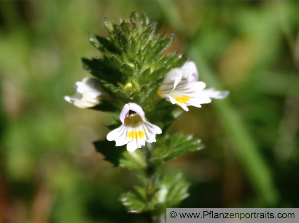 Euphrasia officinalis Augentrost Eyebright.jpg