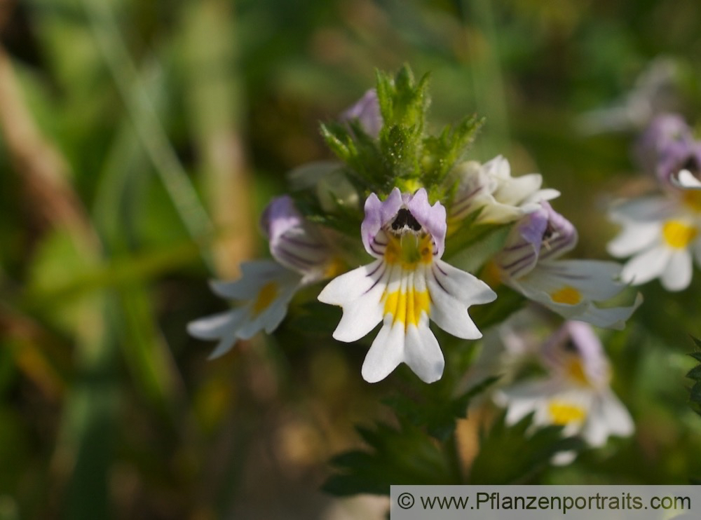 Euphrasia picta Bunter Augentrost Nichtsnutzle Eyebright 2.jpg