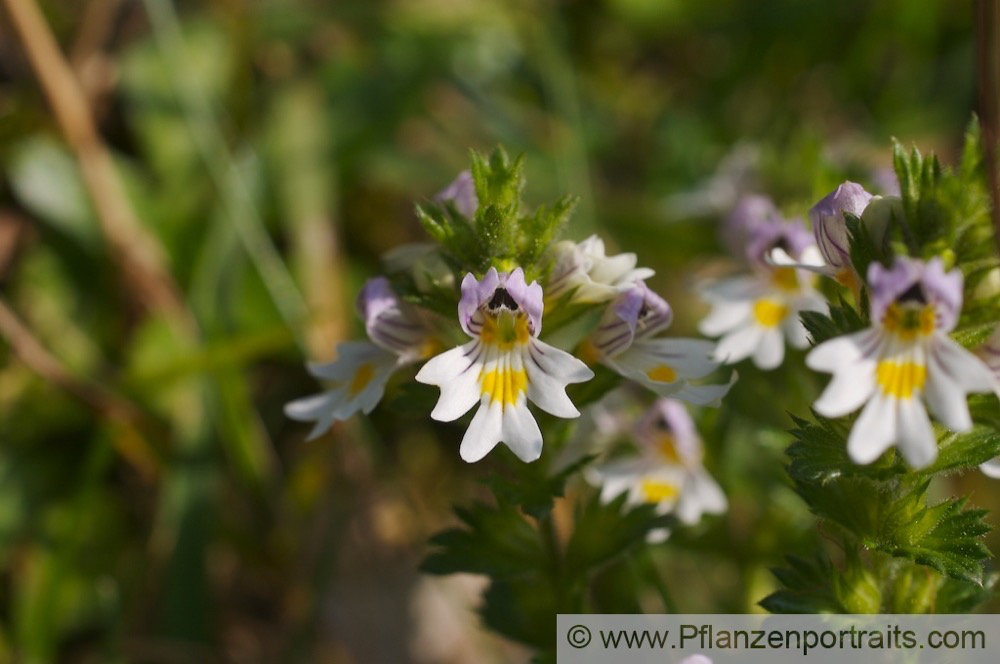 Euphrasia picta Bunter Augentrost Nichtsnutzle Eyebright.jpg