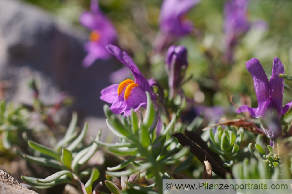 Linaria alpina Alpen Leinkraut Alpine Toadflax 2.jpg