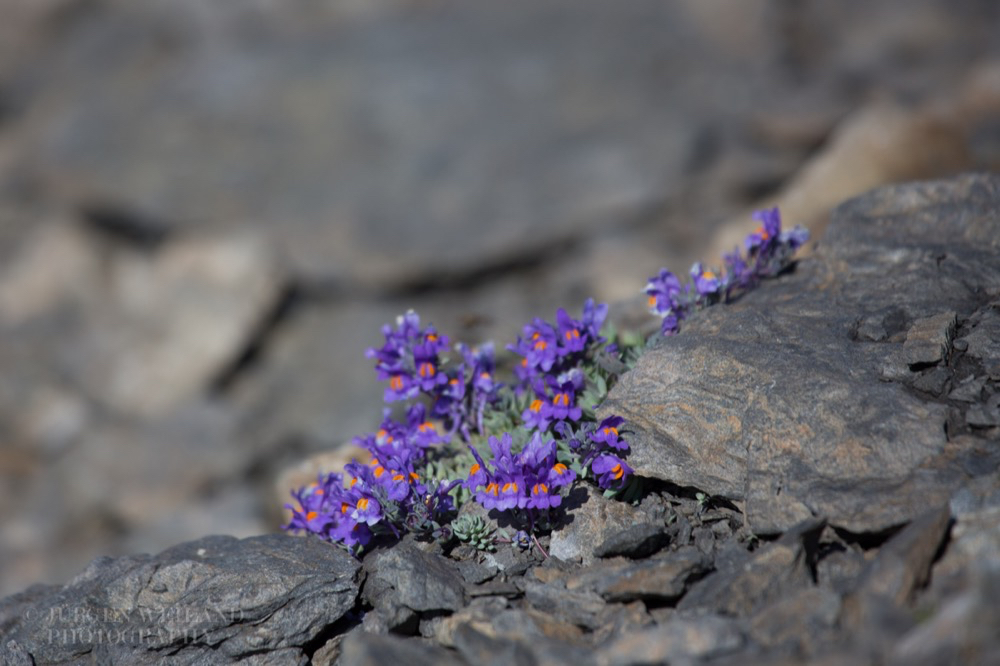 Linaria alpina Alpenleinkraut Alpine toadflax.jpg