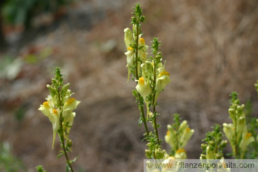 Linaria vulgaris Frauenflachs Leinkraut Toadflax Butter and eggs 2.jpg