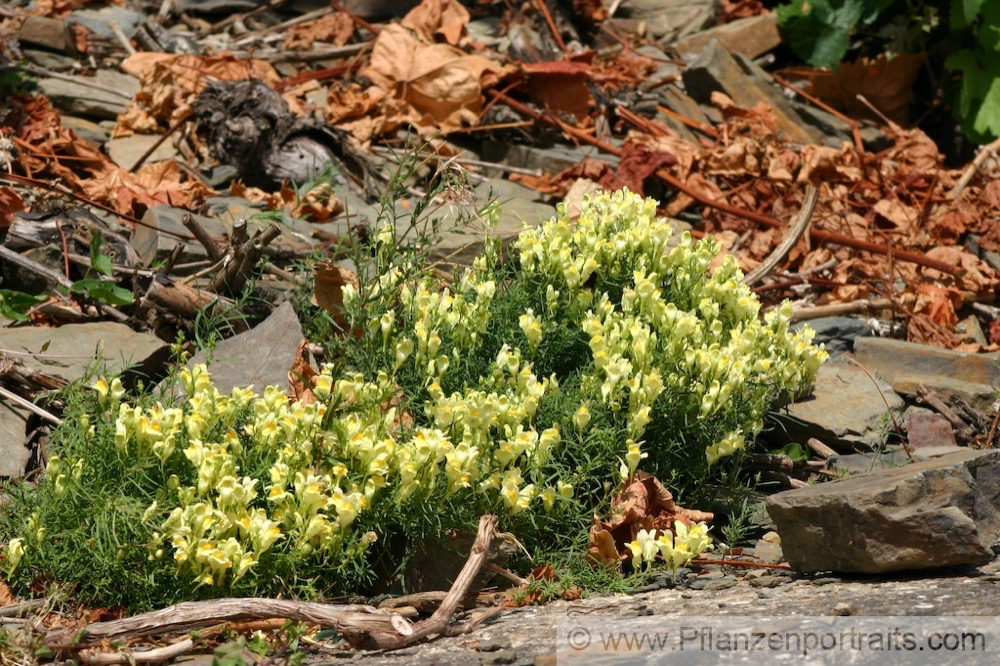 Linaria vulgaris Frauenflachs Leinkraut Toadflax Butter and eggs 3.jpg