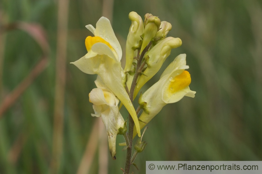 Linaria vulgaris Frauenflachs Leinkraut Toadflax Butter and eggs.jpg