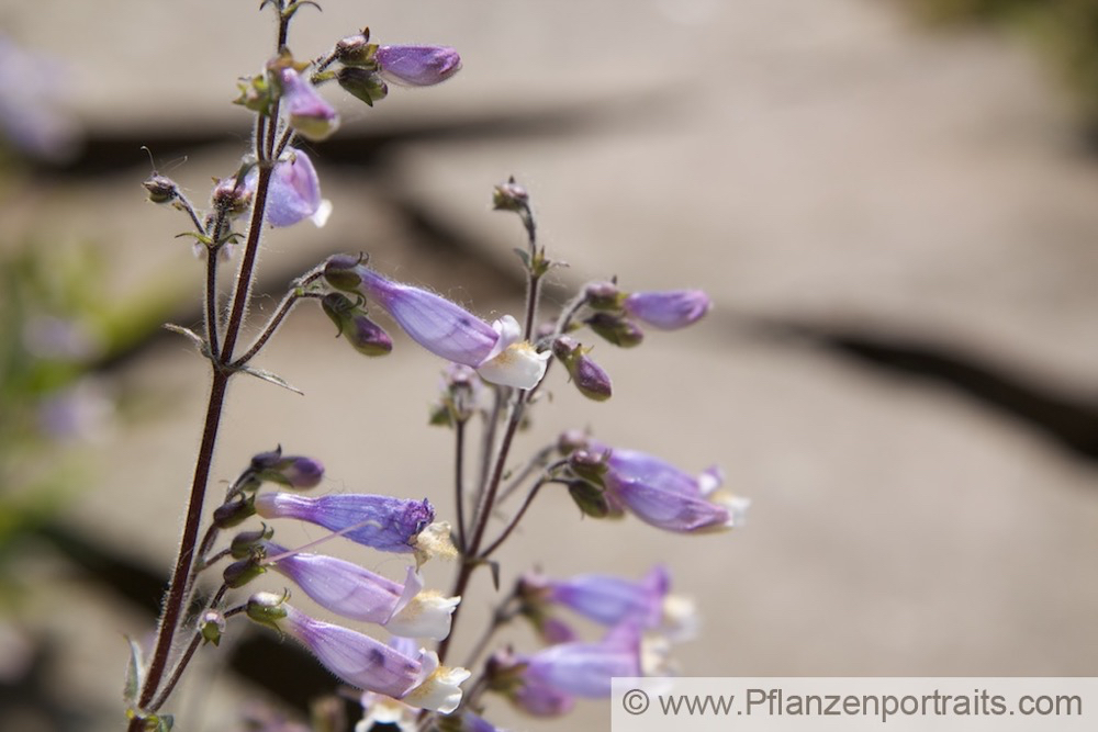 Penstemon azureus Himmelblauer Bartfaden Azure Beardtongue.jpg