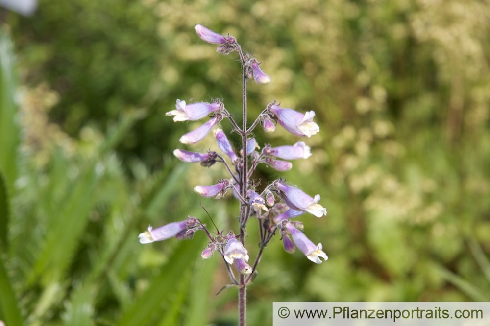 Penstemon hirsutus Rauhaariger Bartfaden Hairy Beardtongue.jpg