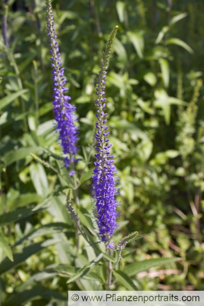 Pseudolysimachion longifolium Syn_Veronica longifolia Langblaettriger Blauweiderich Garden Speedwell 2.jpg