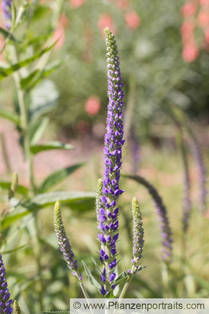 Pseudolysimachion longifolium Syn_Veronica longifolia Langblaettriger Blauweiderich Garden Speedwell.jpg