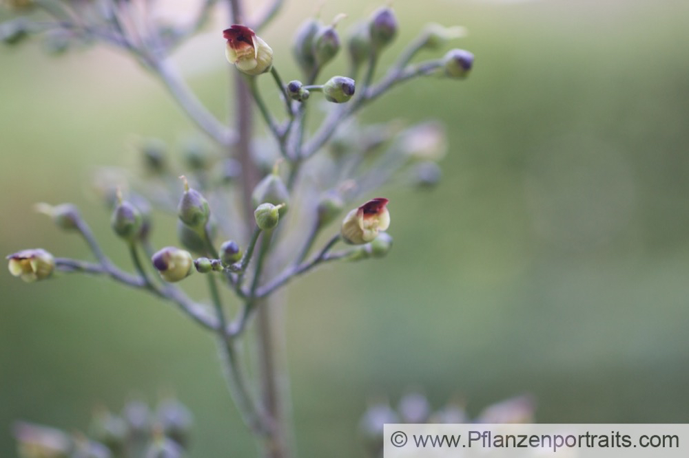 Scrophularia nodosa Knotige Braunwurz Woodland Figwort 2.jpg