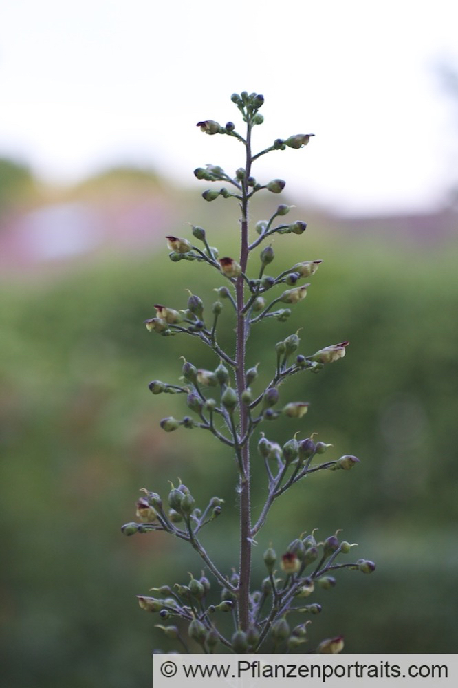 Scrophularia nodosa Knotige Braunwurz Woodland Figwort.jpg