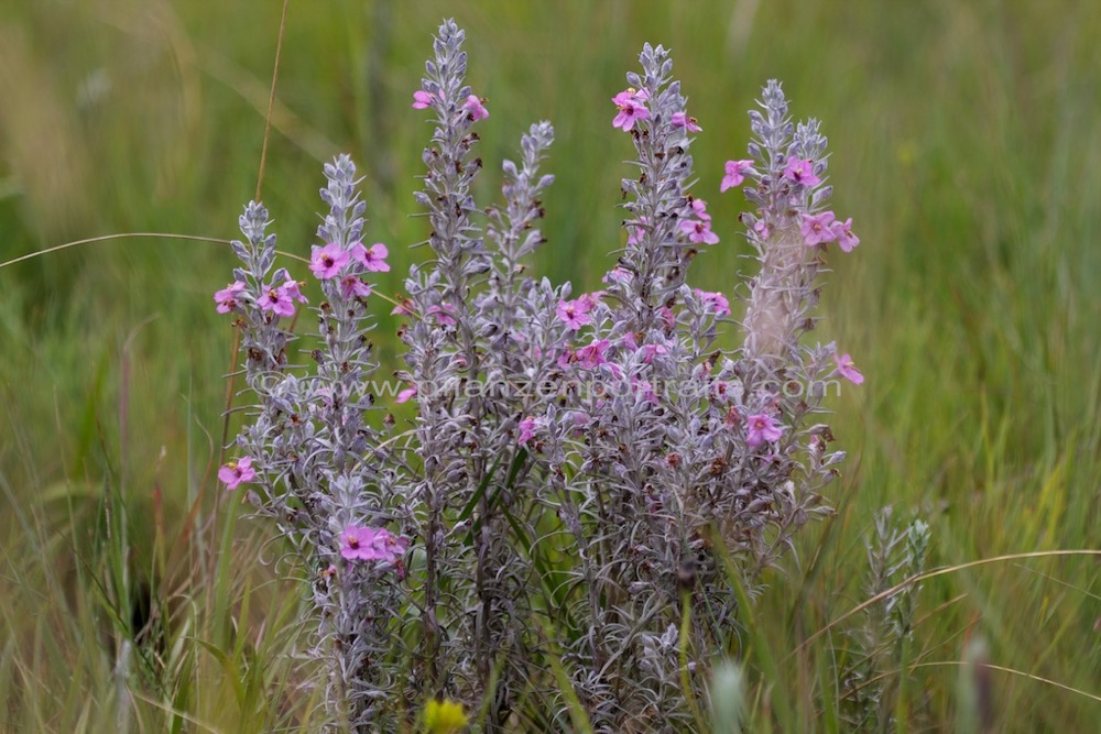 Sopubia cana Silvery Sopubia.jpg