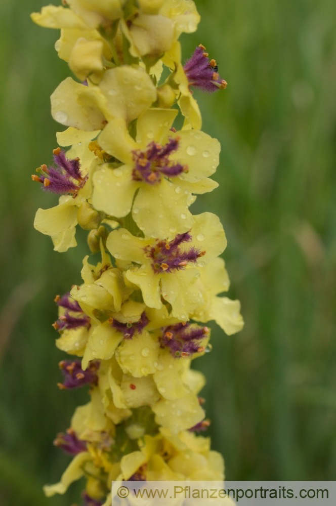 Verbascum nigrum Schwarze Koenigskerze Dark Mullein 2.jpg