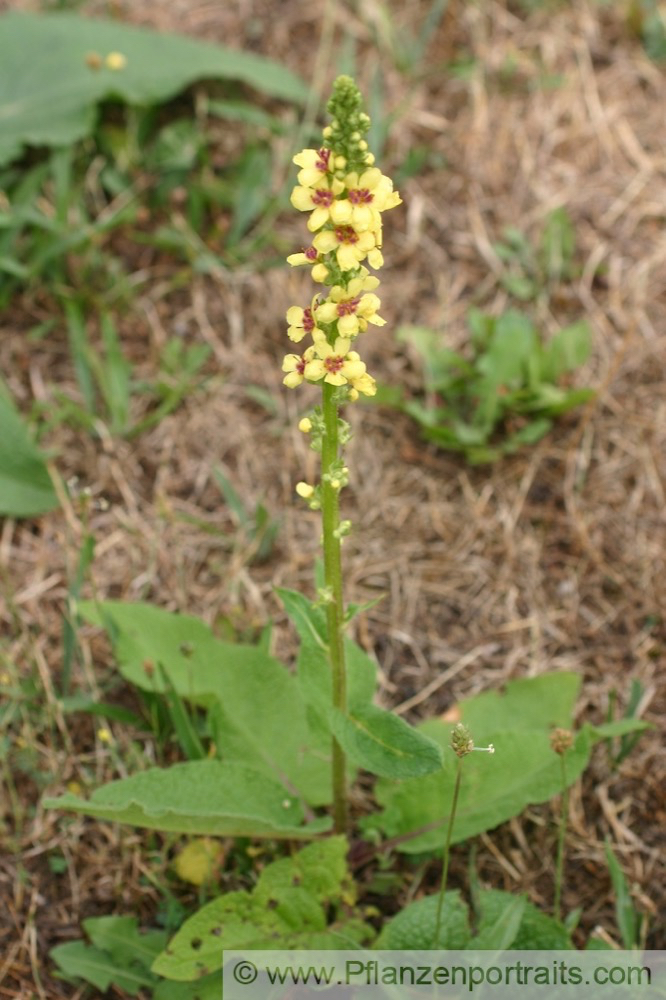 Verbascum nigrum Schwarze Koenigskerze Dark Mullein 3.jpg