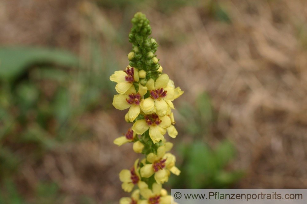 Verbascum nigrum Schwarze Koenigskerze Dark Mullein 4.jpg