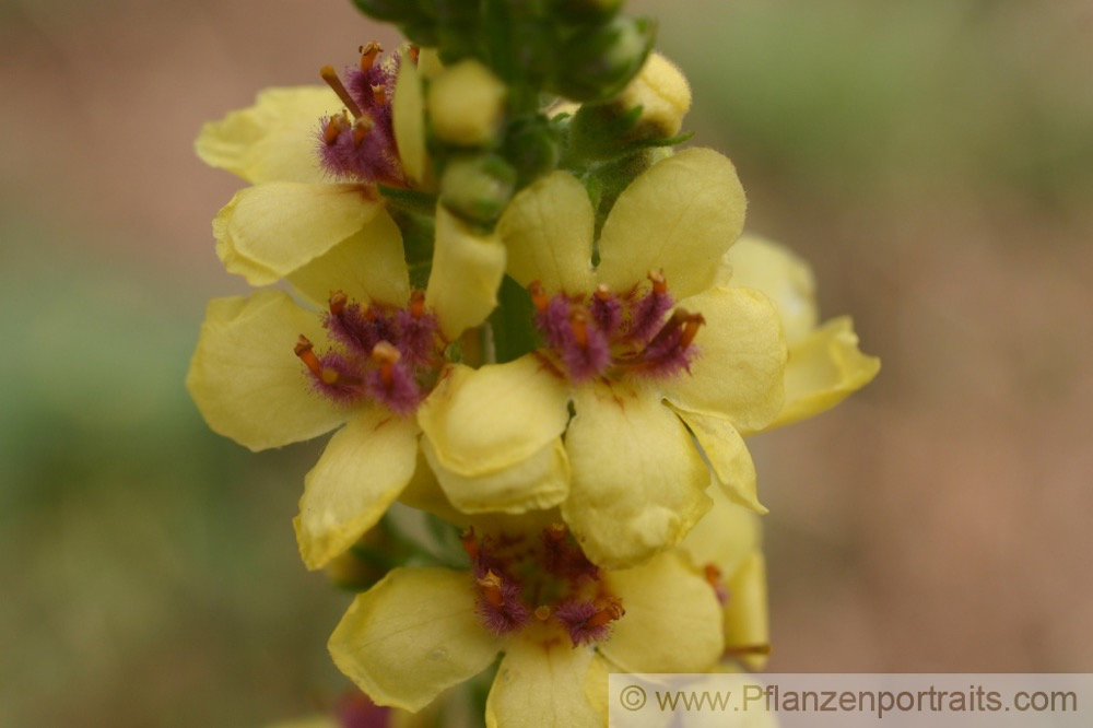 Verbascum nigrum Schwarze Koenigskerze Dark Mullein.jpg