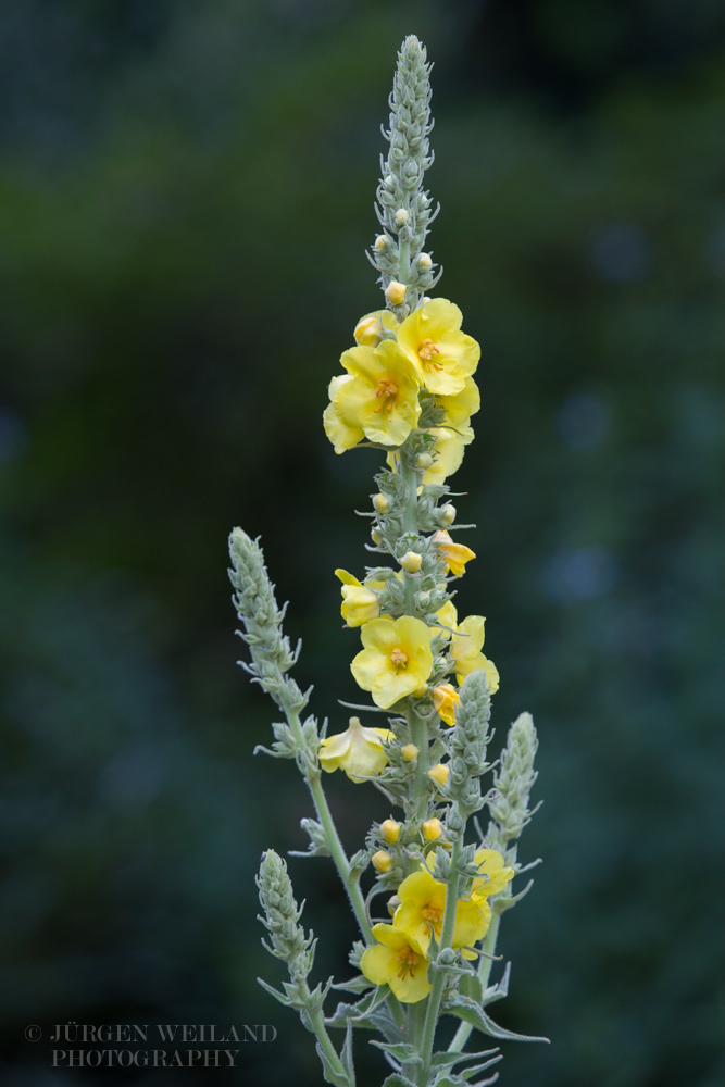 Verbascum thapsiforme Wollblume Mullein_.jpg