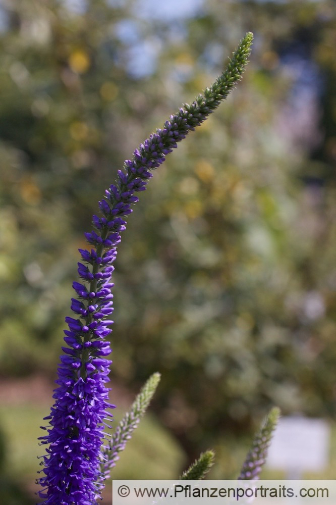 Veronica virginica Ehrenpreis Birds Eye 2.jpg