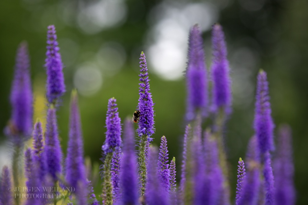 Veronica virginica Ehrenpreis Culvers root 3.jpg