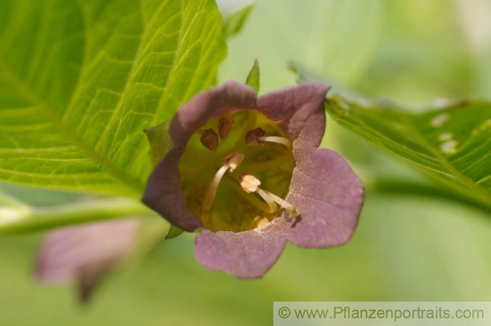 Atropa belladonna Tollkirsche Deadly nightshade 2.jpg