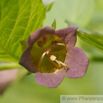 Atropa belladonna Tollkirsche Deadly nightshade 2.jpg