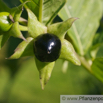 Atropa belladonna Tollkirsche Deadly nightshade 3.jpg