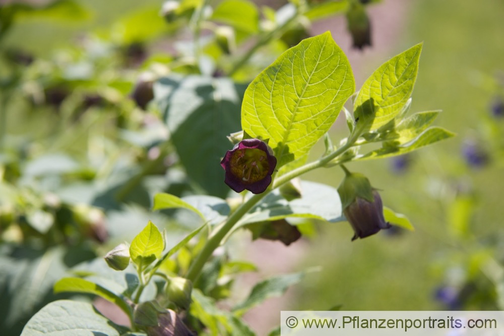 Atropa belladonna Tollkirsche Deadly nightshade 4.jpg