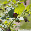 Atropa belladonna Tollkirsche Deadly nightshade 4.jpg