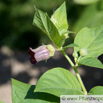 Atropa belladonna Tollkirsche Deadly nightshade 5.jpg