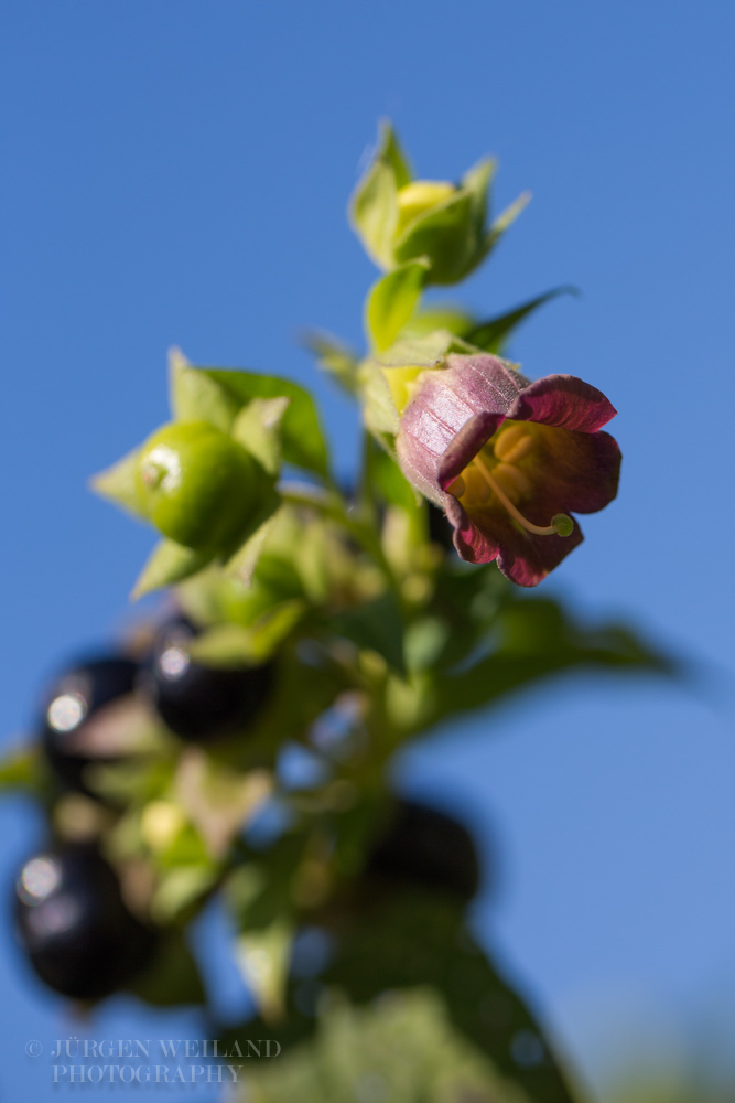 Atropa belladonna Tollkirsche Deadly nightshade.jpg