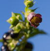 Atropa belladonna Tollkirsche Deadly nightshade.jpg