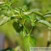 Capsicum annuum Spanischer Pfeffer_Paprika Green Paprika Red Pepper 2.jpg