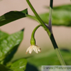 Capsicum annuum Spanischer Pfeffer_Paprika Green Paprika Red Pepper.jpg