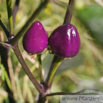 Capsicum Ecuador Purple Chilli Red Pepper. 2.jpg