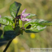 Capsicum Ecuador Purple Chilli Red Pepper.jpg