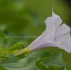 Datura stramonium Stechapfel Thorn Apple 2.jpg