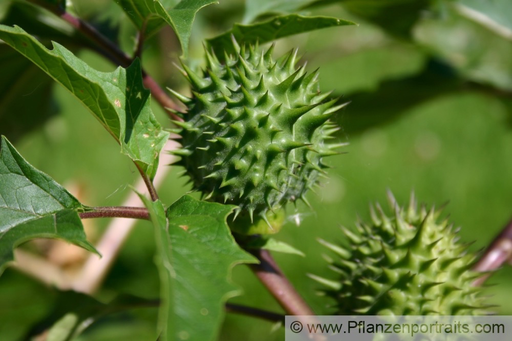 Datura stramonium Stechapfel Thorn Apple 3.jpg