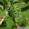 Datura stramonium Stechapfel Thorn Apple 3.jpg