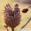 Datura stramonium Stechapfel Thorn Apple 4.jpg