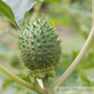 Datura stramonium Stechapfel Thorn Apple 5.jpg