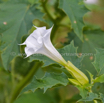 Datura stramonium Stechapfel Thorn Apple 6.jpg