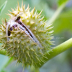 Datura stramonium Stechapfel Thorn Apple 7.jpg