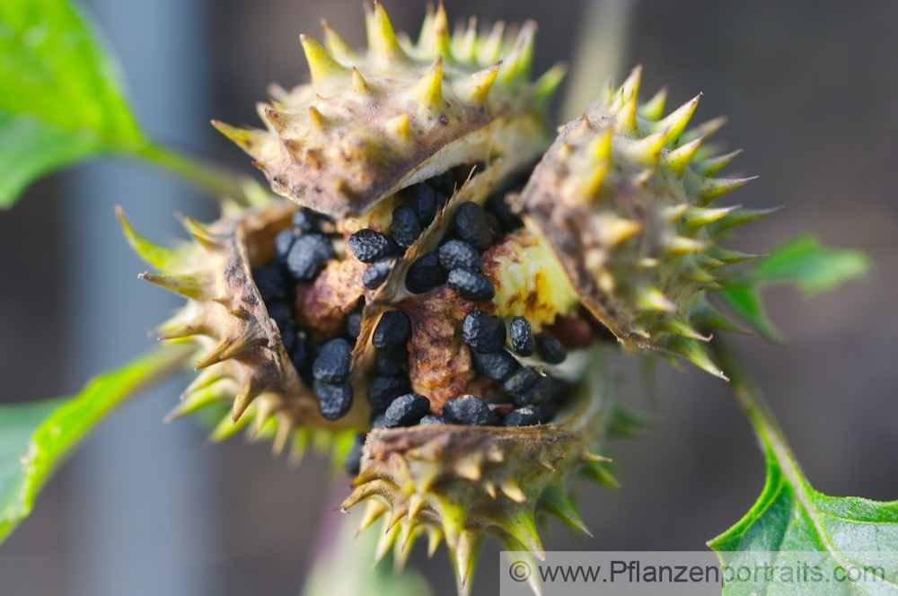 Datura stramonium Stechapfel Thorn Apple 8.jpg