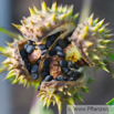 Datura stramonium Stechapfel Thorn Apple 8.jpg