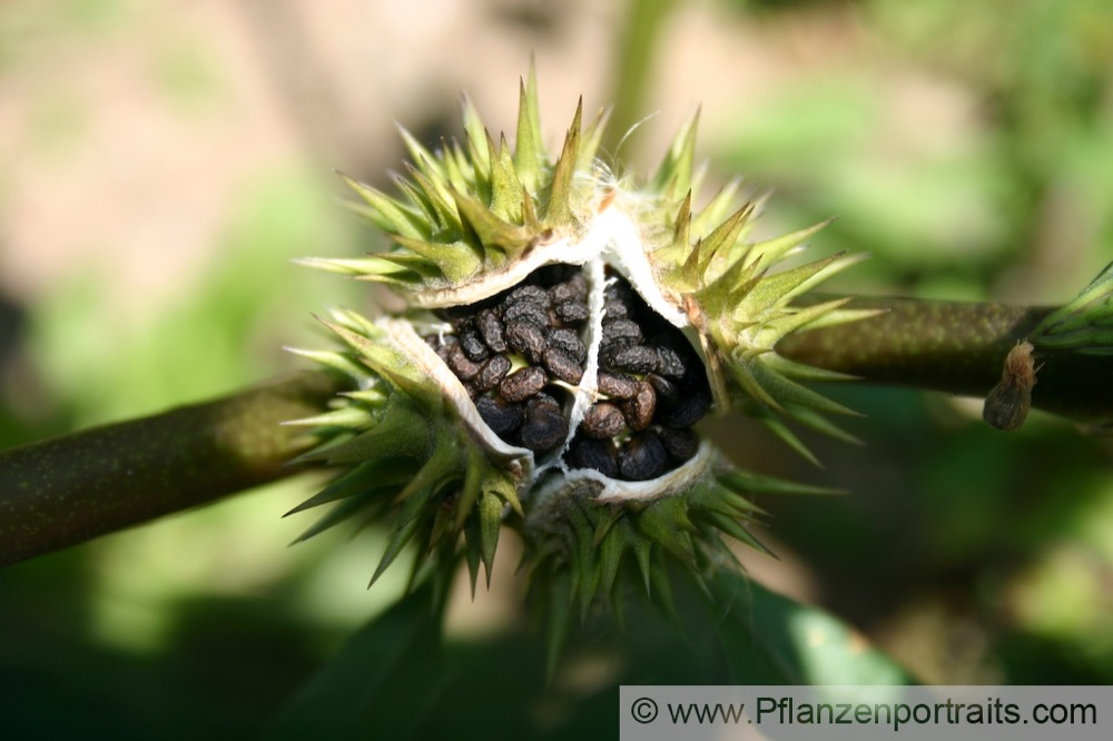 Datura stramonium Stechapfel Thorn Apple 9.jpg